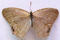 Cyllopsis pephredo