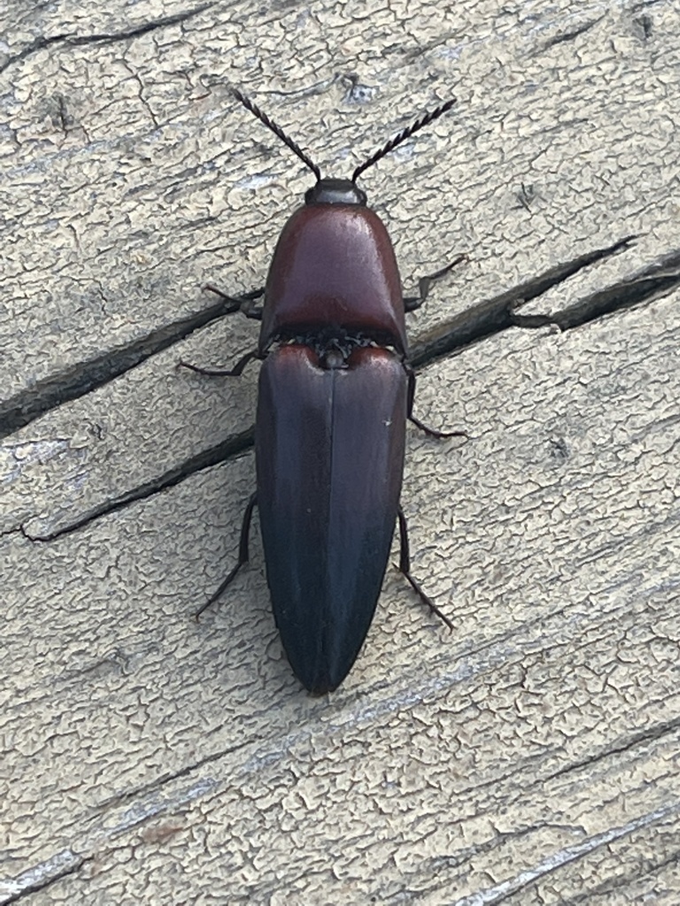 Attenuated Click Beetle