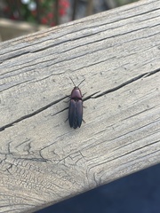 Parallelostethus attenuatus