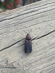 Parallelostethus attenuatus