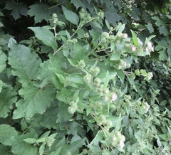 Arctium nemorosum