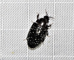 Chelonarium lecontei