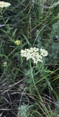 Achillea setacea