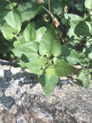 Ageratina herbacea