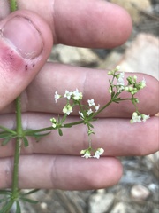 Galium mexicanum