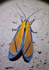 Ormetica chrysomelas