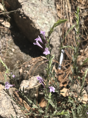 Hedeoma hyssopifolia