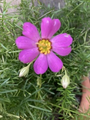 Sabatia kennedyana