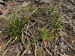 Carex tonsa