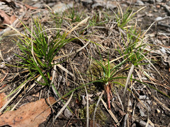 Carex tonsa