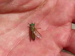 Tabanus nigrovittatus