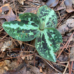 Trillium reliquum