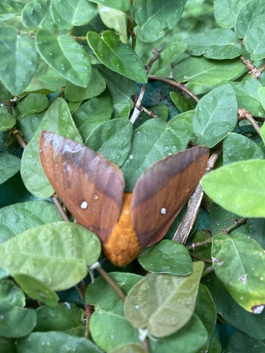 Pink-striped Oakworm Moths photo 4