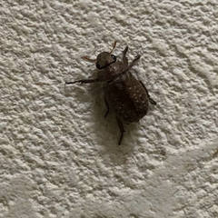 Adoretus tenuimaculatus