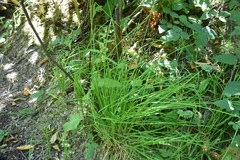 Carex arcta
