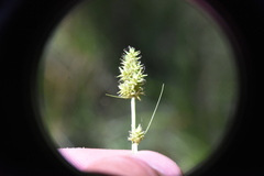 Carex arcta