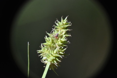 Carex arcta