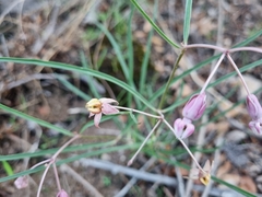 Asclepias schaffneri
