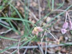 Asclepias schaffneri
