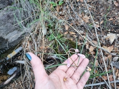 Asclepias schaffneri