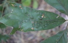 Callirhytis bipapillata
