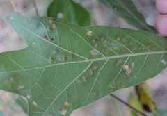 Callirhytis bipapillata