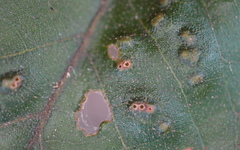 Callirhytis bipapillata