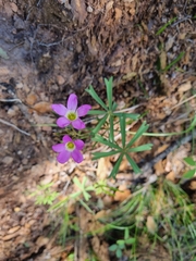 Oxalis decaphylla