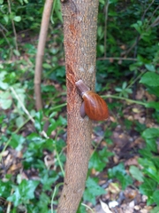 Euglandina rosea image