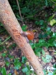 Euglandina rosea image