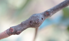 Zapatella quercusmedullae