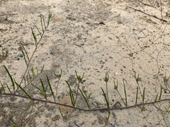 Stylisma pickeringii