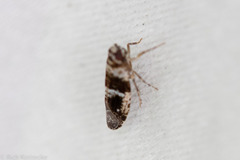 Catonia texana