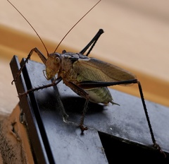 Tettigonia orientalis