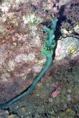 Metabonellia haswelli