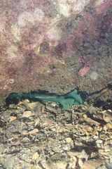 Metabonellia haswelli