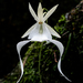 Ghost Orchid - Photo (c) Rudy Wilms, some rights reserved (CC BY-NC-ND)