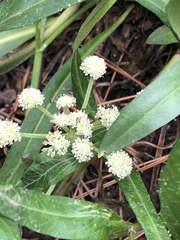 Angelica kingii