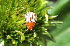 Zygogramma heterothecae