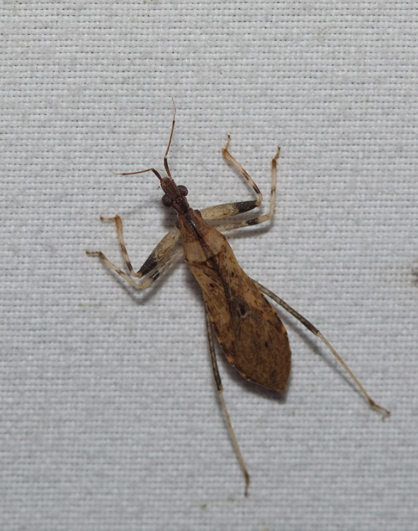 Apronius