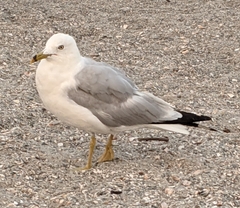 Larus delawarensis