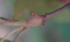 Zapatella quercusmedullae