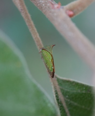 Stictolobus borealis