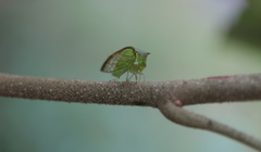 Stictolobus borealis