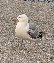 Larus argentatus