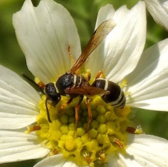 Pseudepipona herrichii