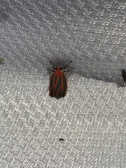 Hypoprepia miniata