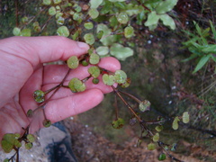 Coprosma spathulata spathulata