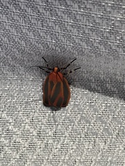 Hypoprepia miniata