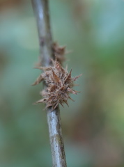 Dryocosmus floridensis